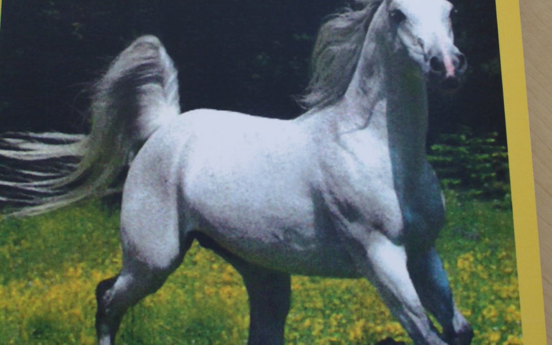 Das Weiße Roß – Oberstraße 16