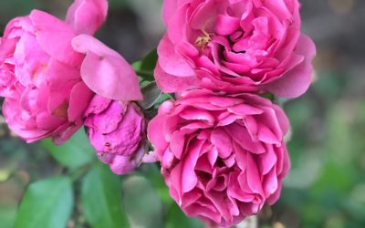 Rosen in den Gärten – früher und heute